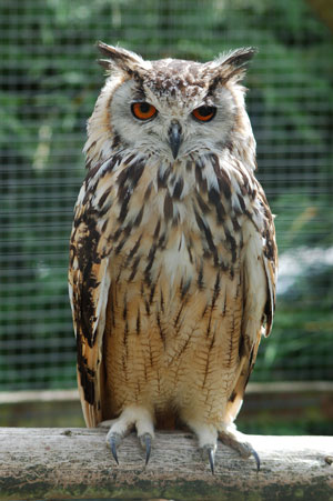 The Eurasian Eagle owl Bubo bubo is the heaviest owl in the world