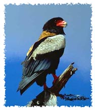 Bateleur Eagle