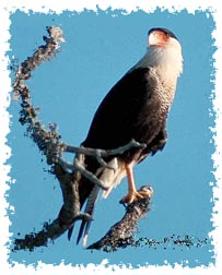 Crested Caracara