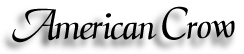 American Crow - corvus brachyrhynchos
