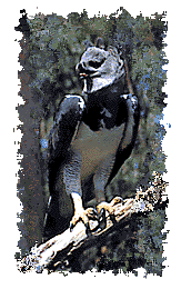 Harpy Eagle
