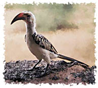 Great Hornbill