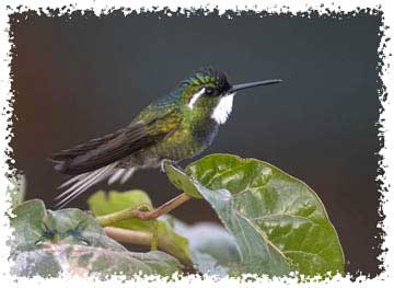 Hummingbirds