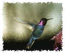 Hummingbirds