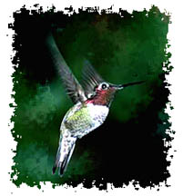 Hummingbirds