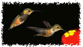 Hummingbirds