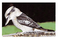 Kookaburra
