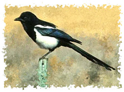 Black-billed Magpie (Pica pica)