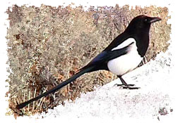 Black-billed Magpie (Pica pica)