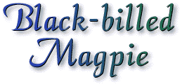 Black-billed Magpie (Pica pica)