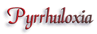 Pyrrhuloxia: the Gray Cardinal